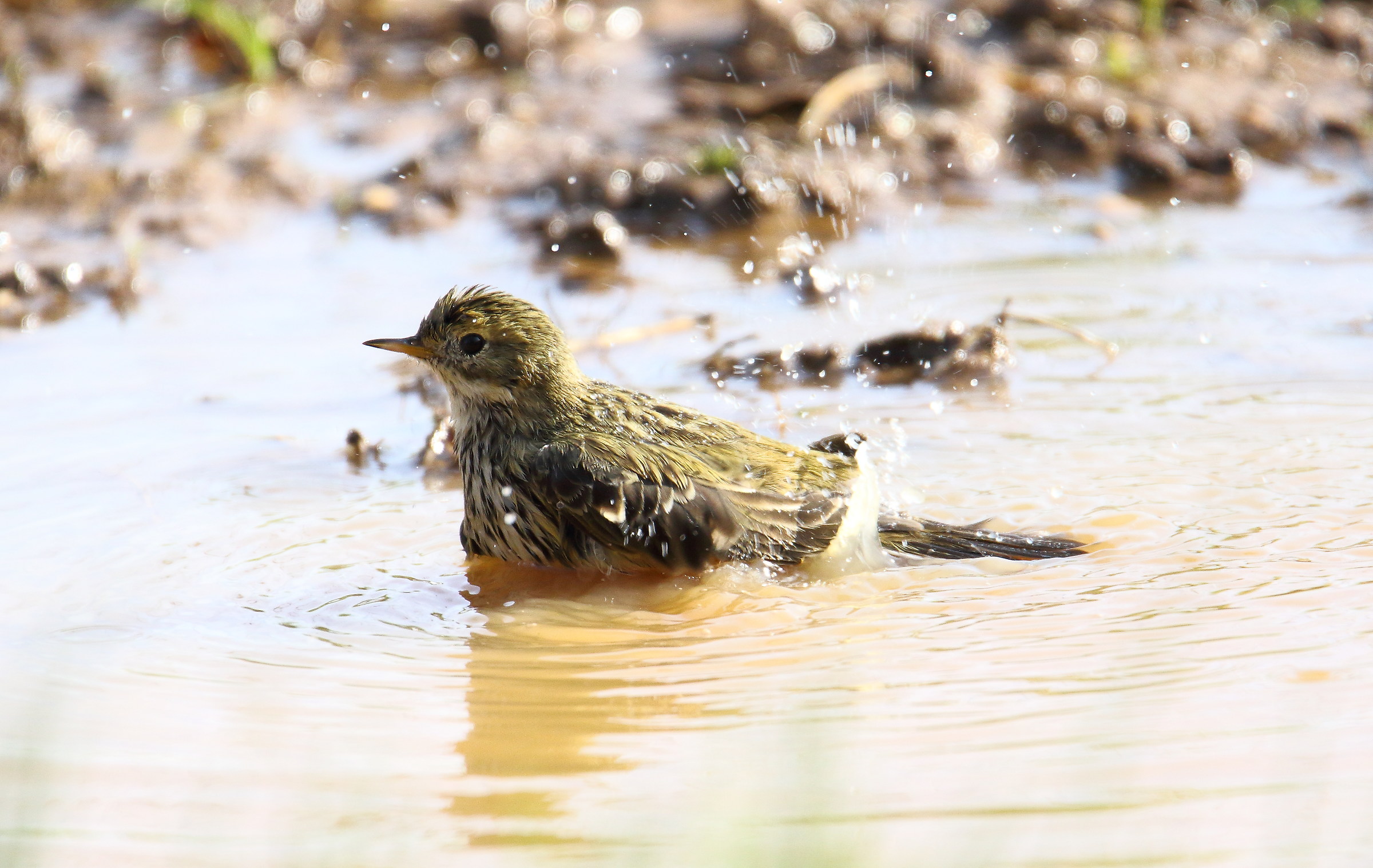 Meadow Pipit