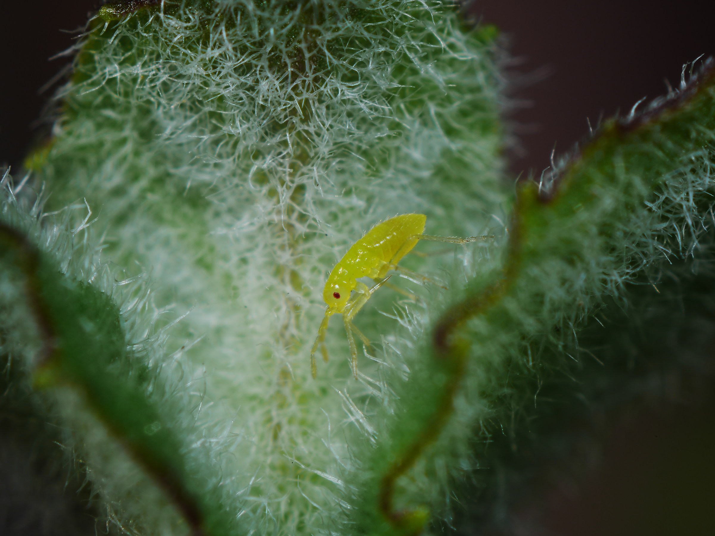 Among the leaves of mint ...