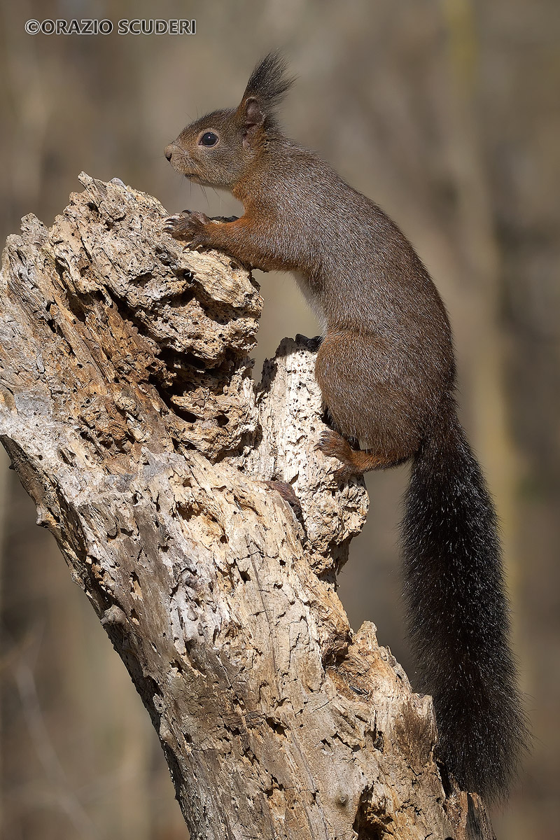 Sciurus vulgaris