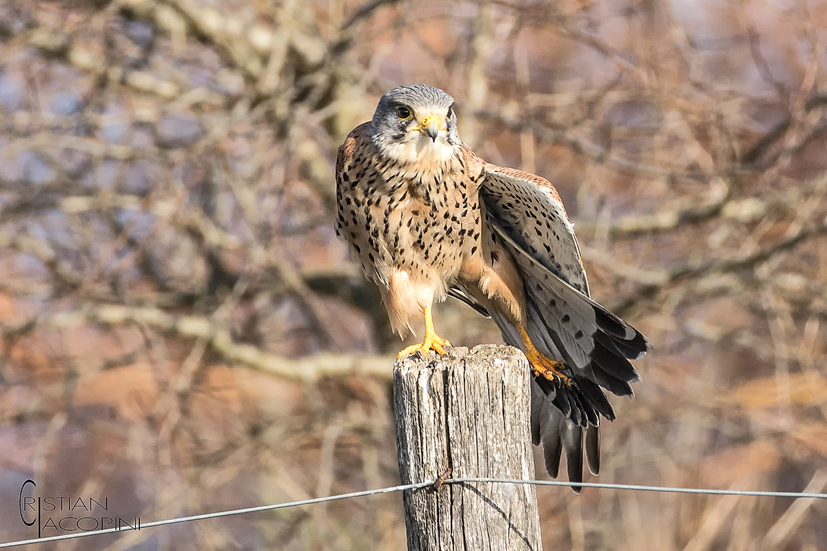 Kestrel in stretching