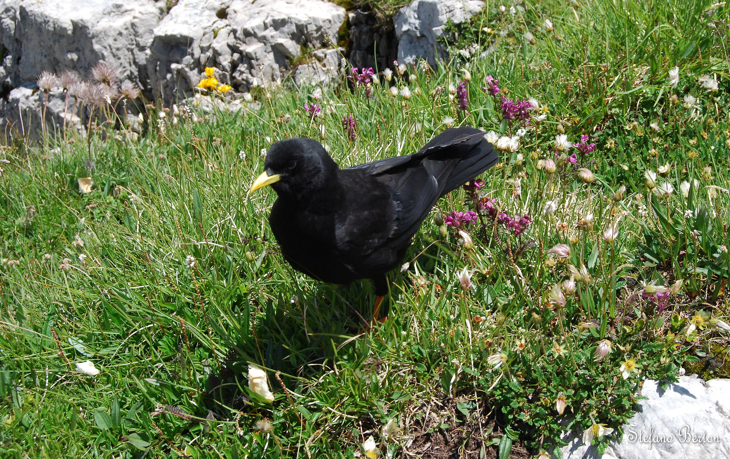 Alpine chough