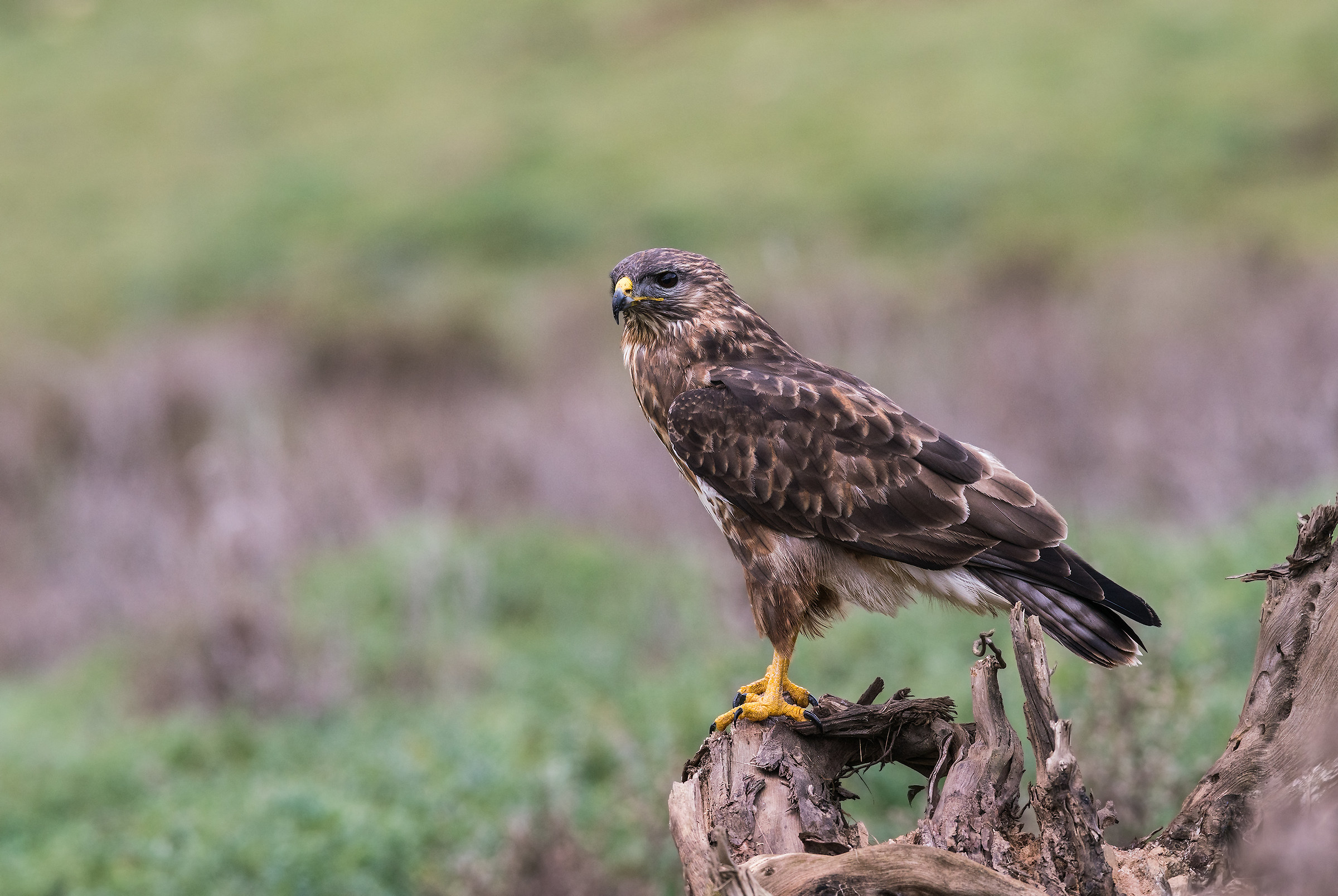 Buteo buteo