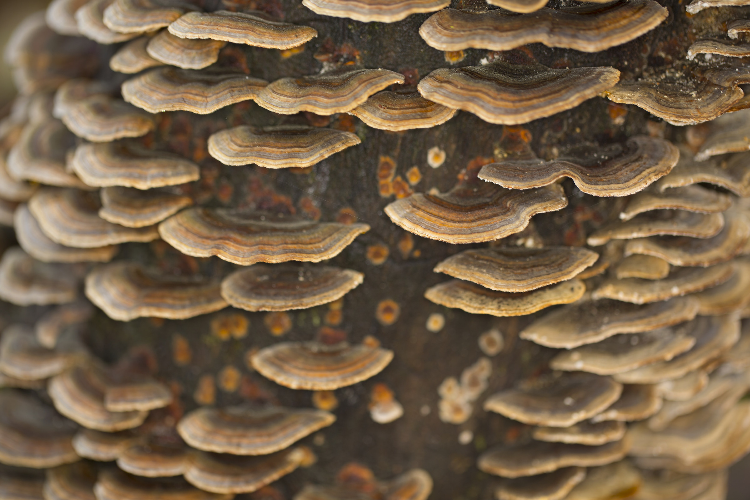 tree fungus