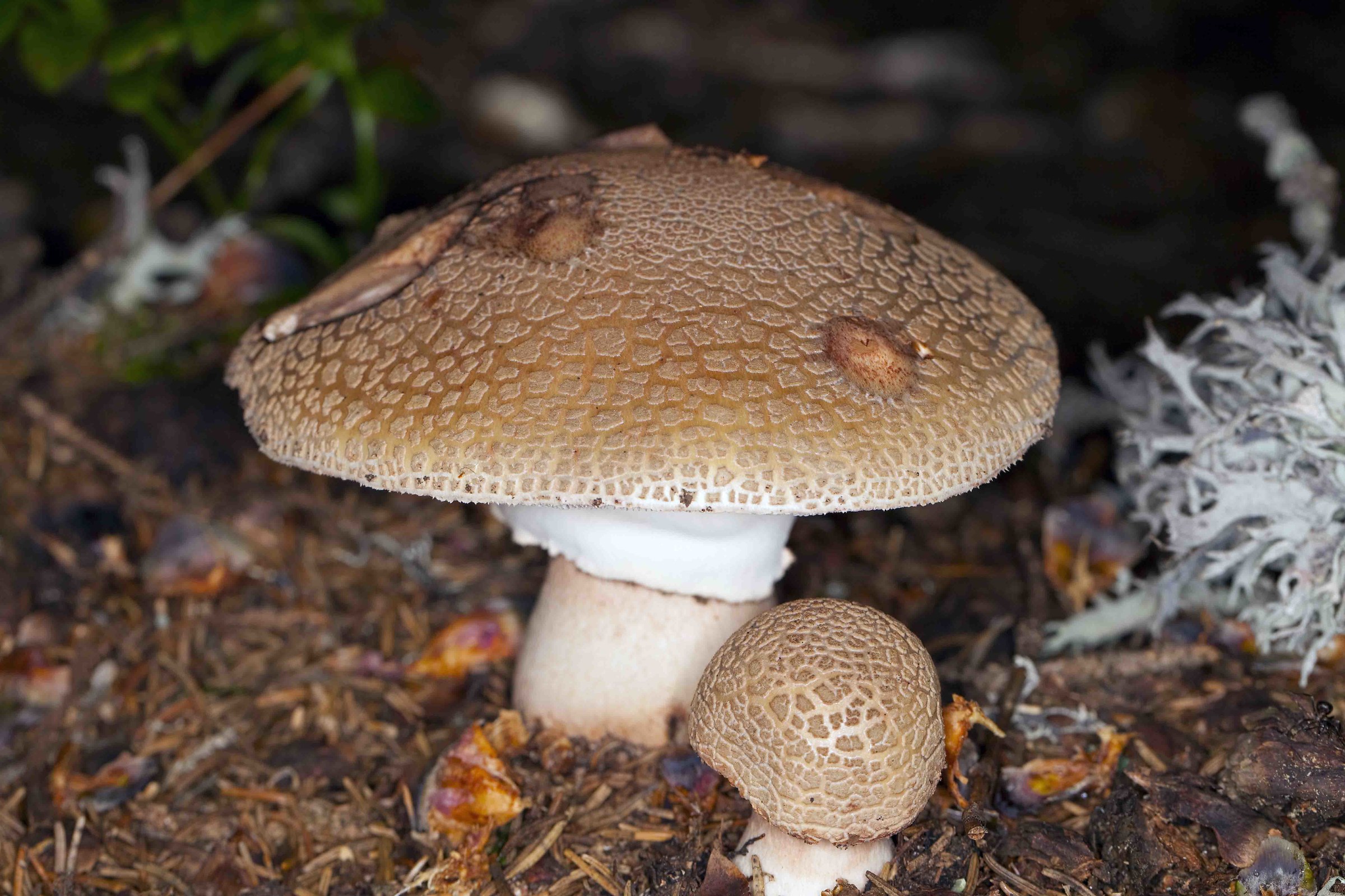 Amanita rubescens