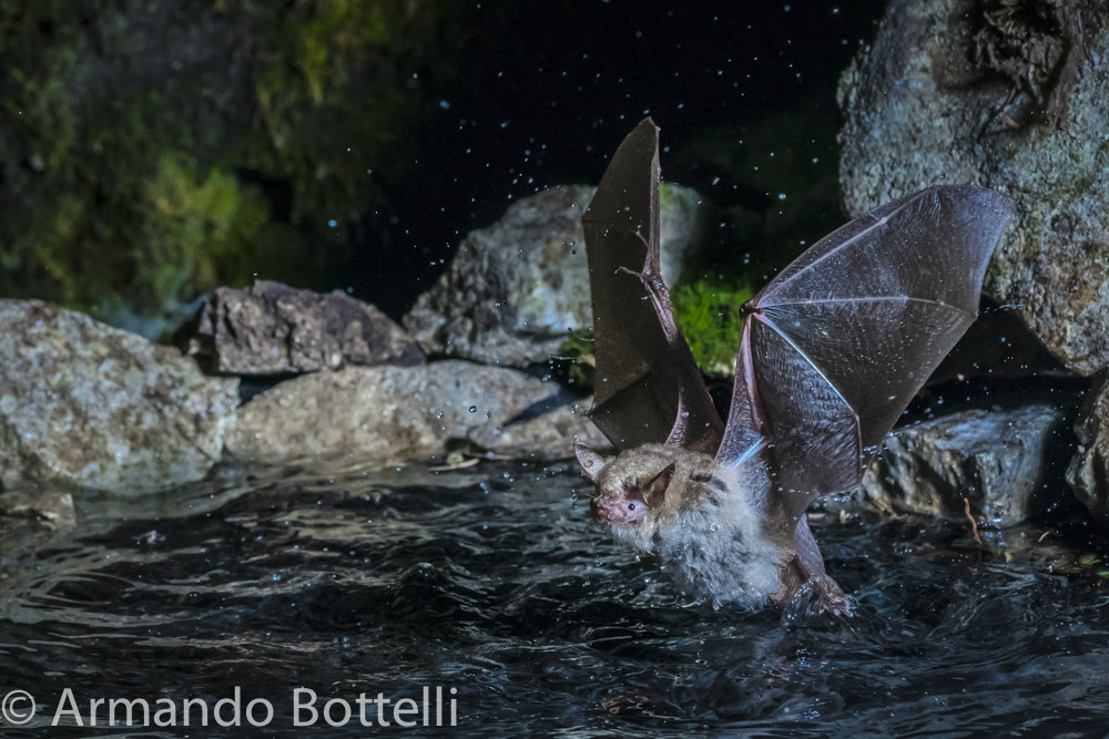 Bat in watering