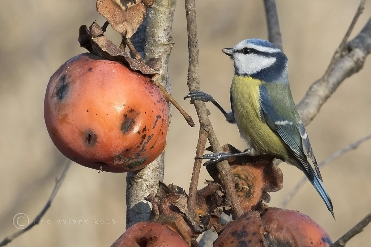 Blue Tit (Cyanistes caeruleus)