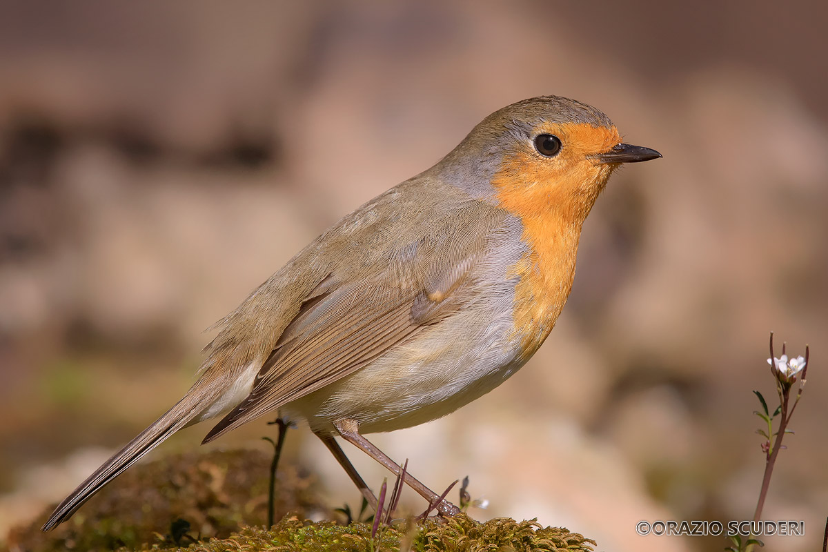 Erithacus rubecula