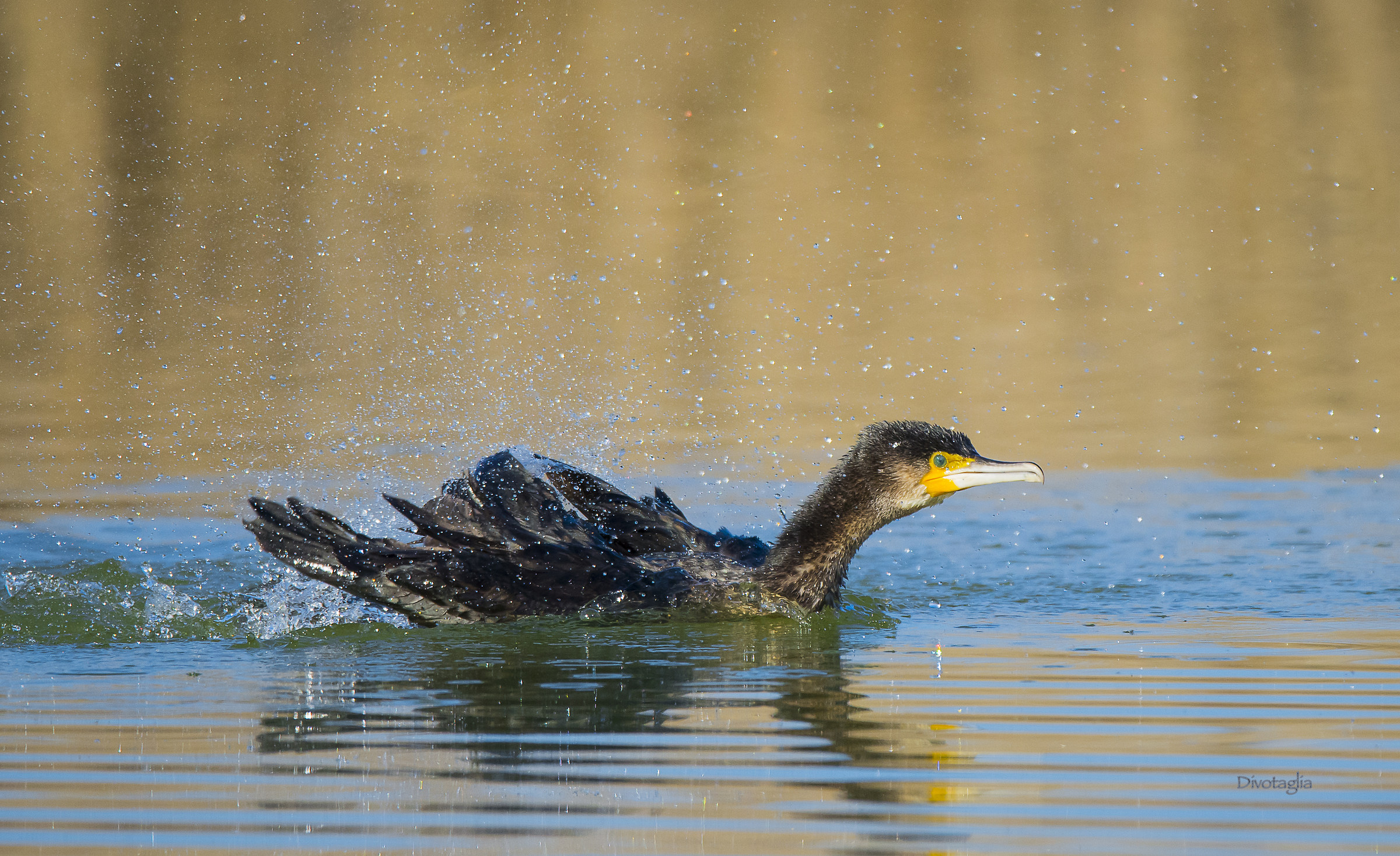 Cormorant