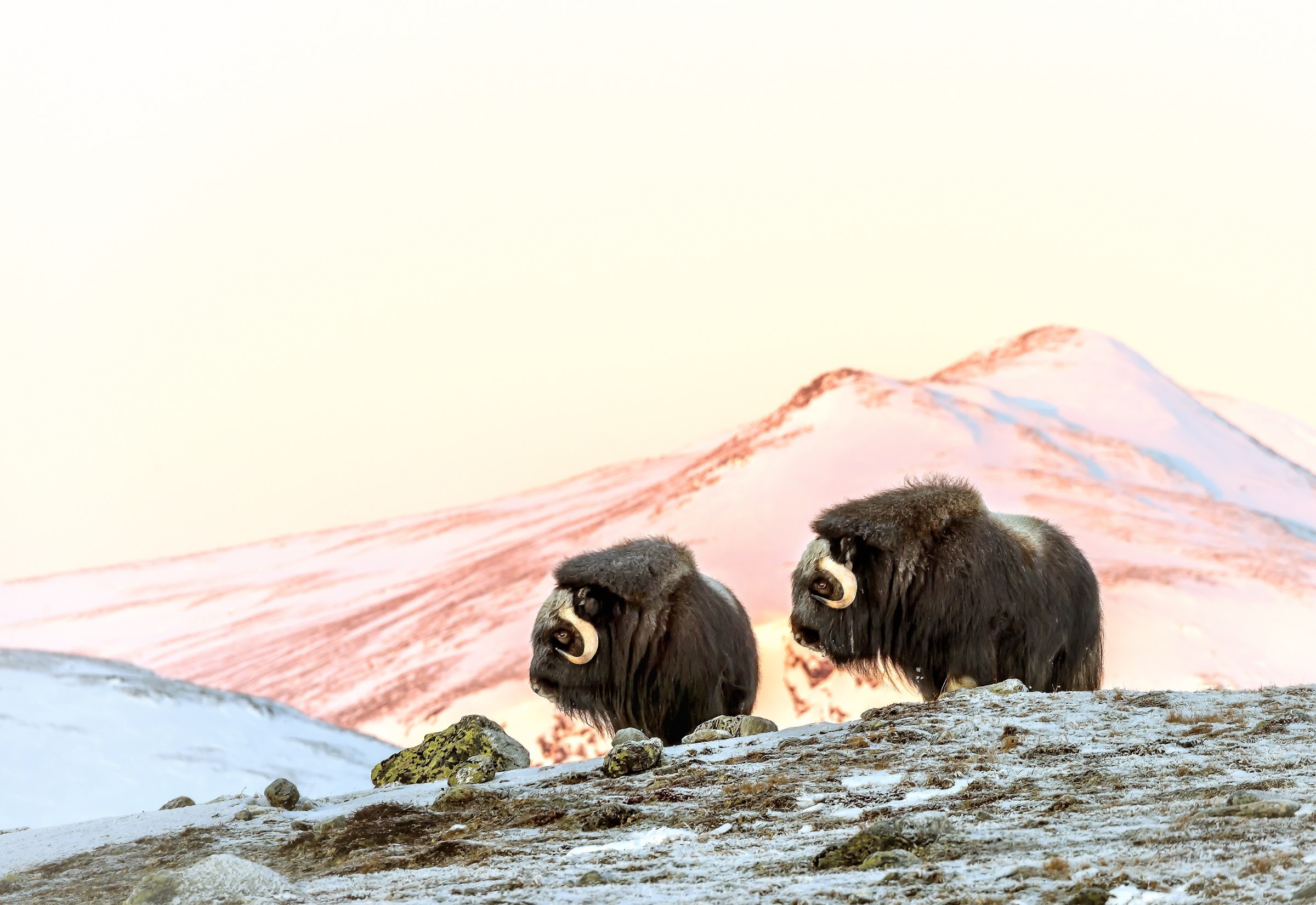 Dovrefjell 2017 - Musk ox