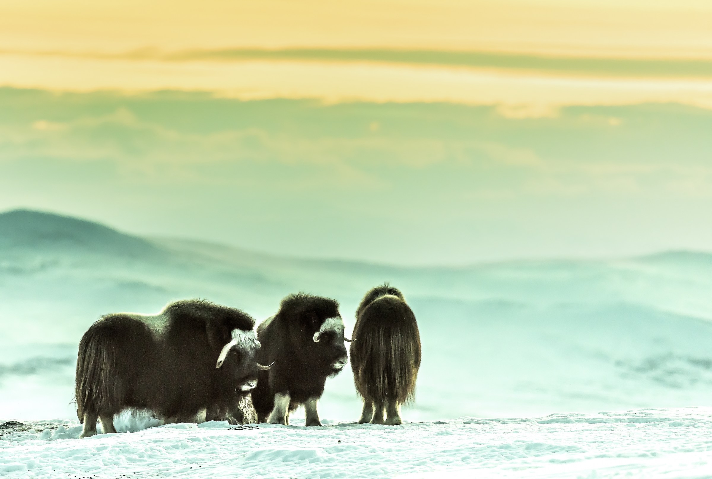 Dovrefjell 2017 - Sunset