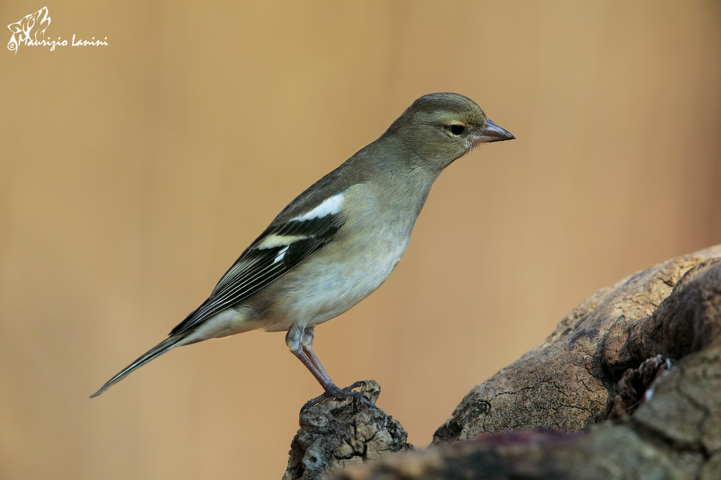 Chaffinch female