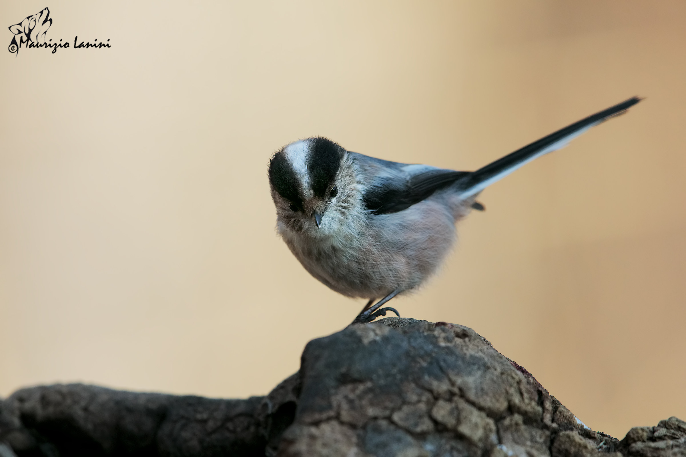 Long-tailed Tit