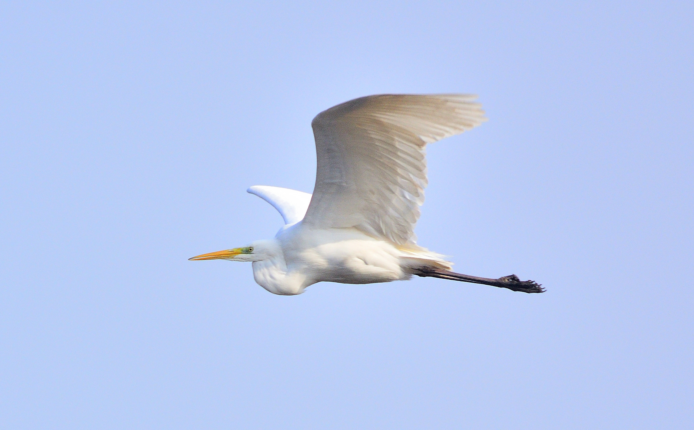 Great Egret