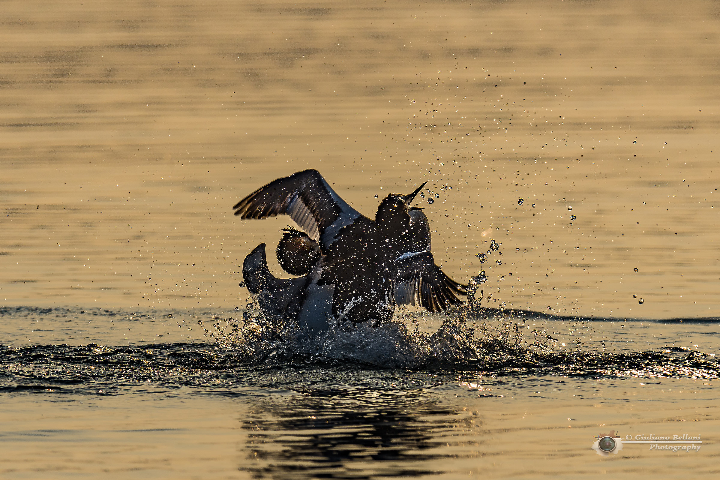 Svassi in lotta al tramonto