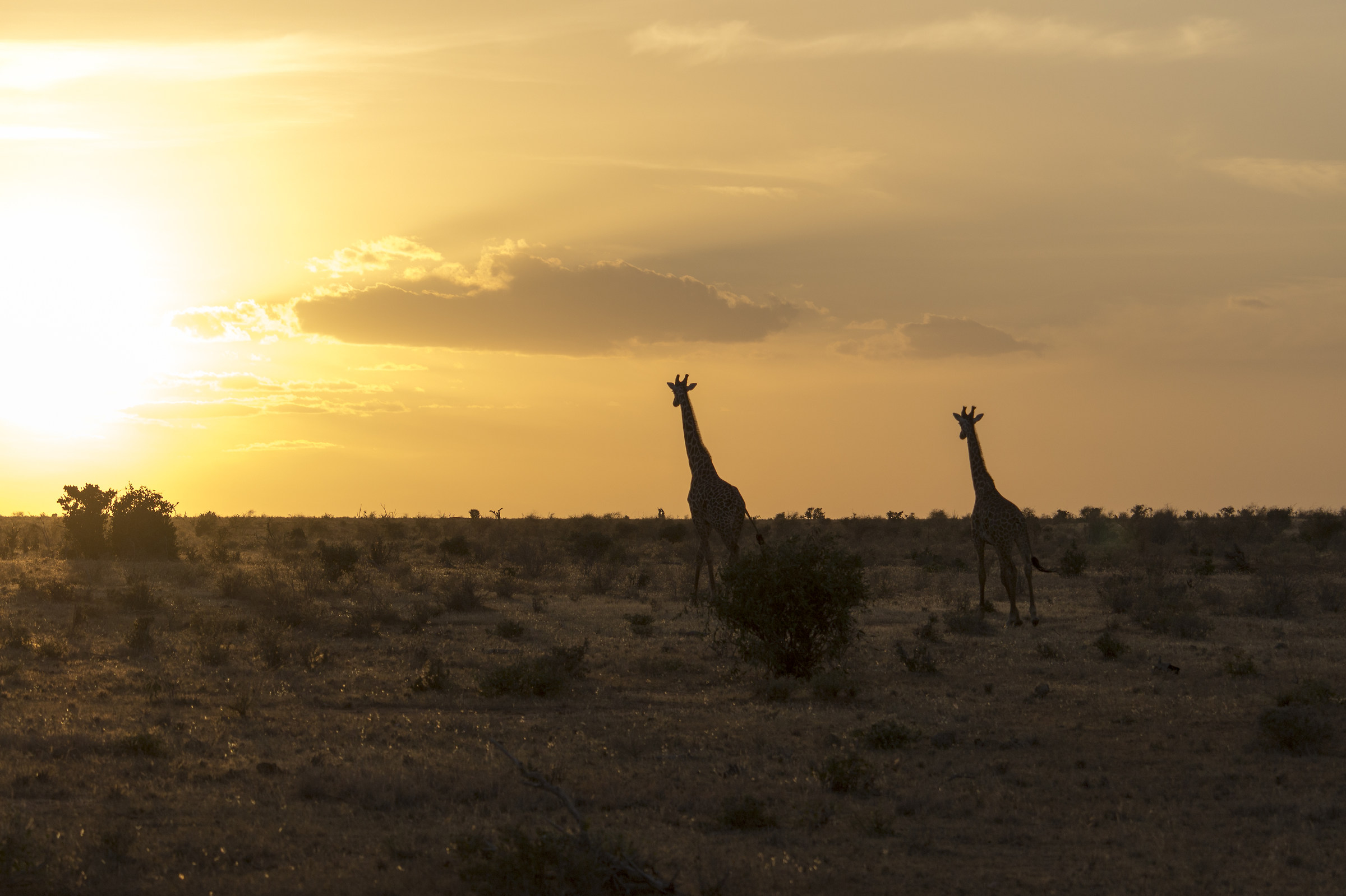 Giraffe at sunset
