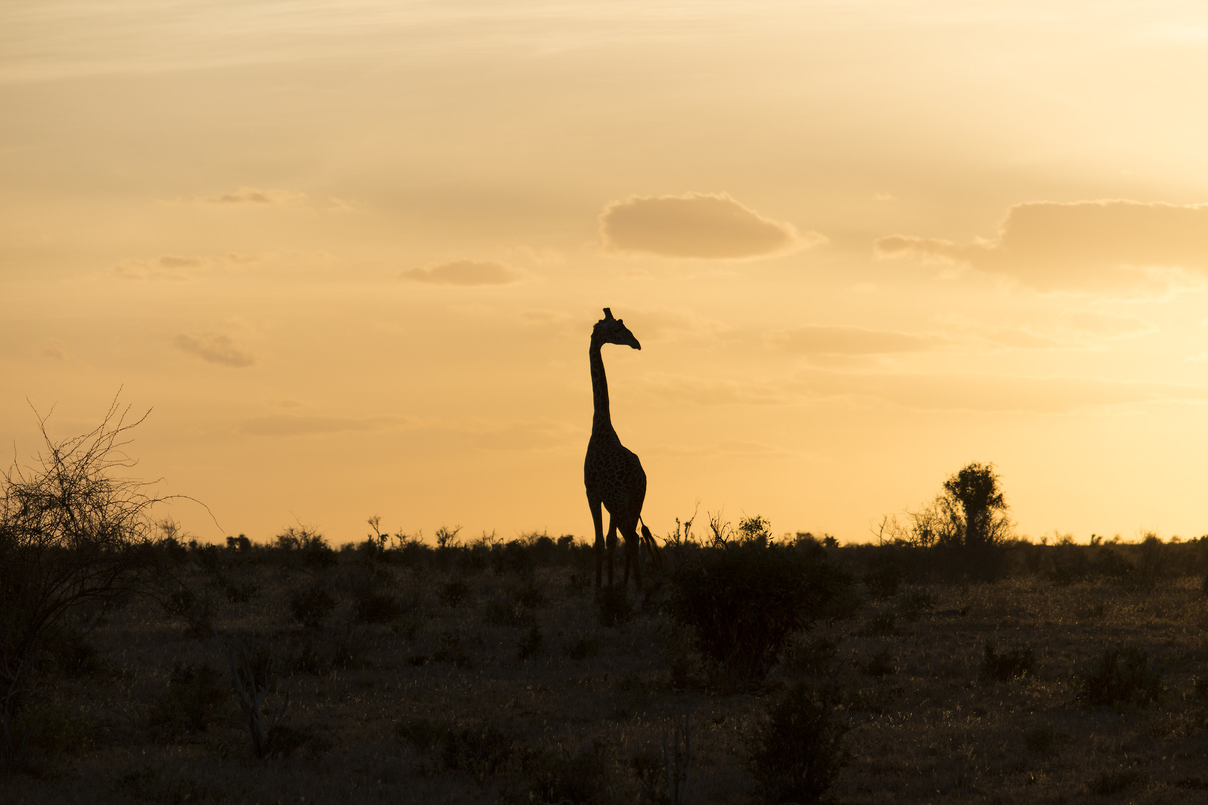 Giraffe at sunset