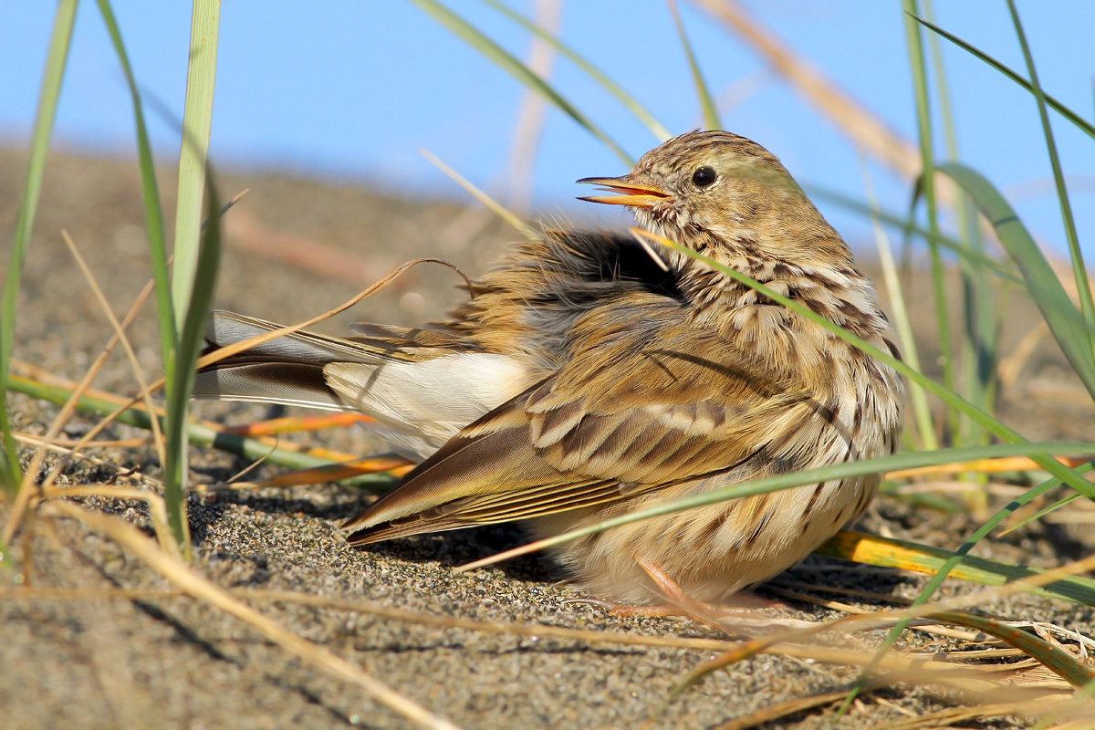 Pipit