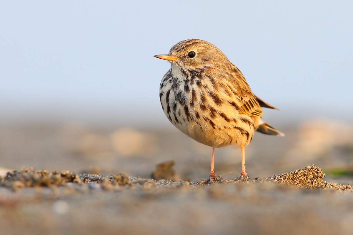 Pipit