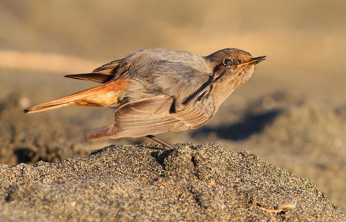black redstart