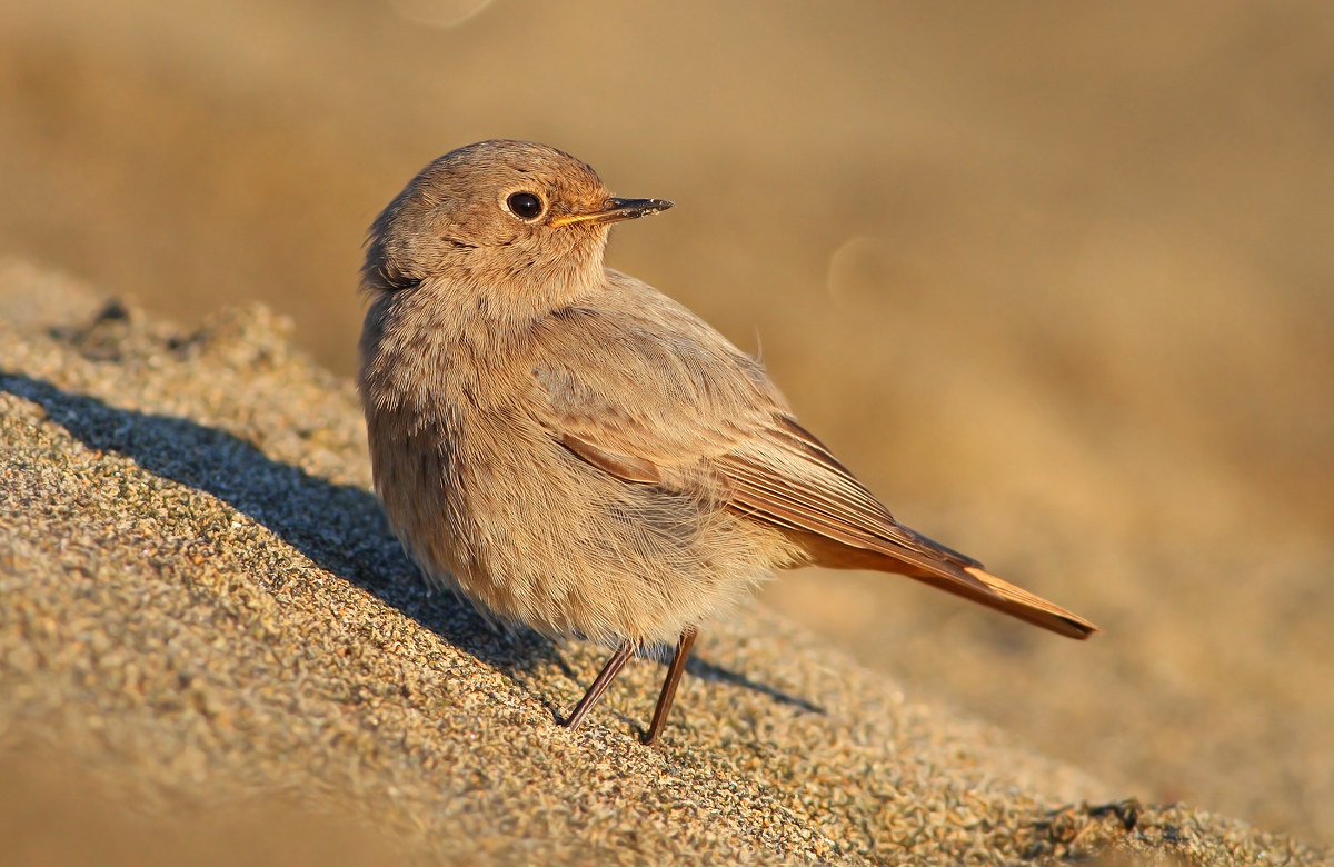 black redstart