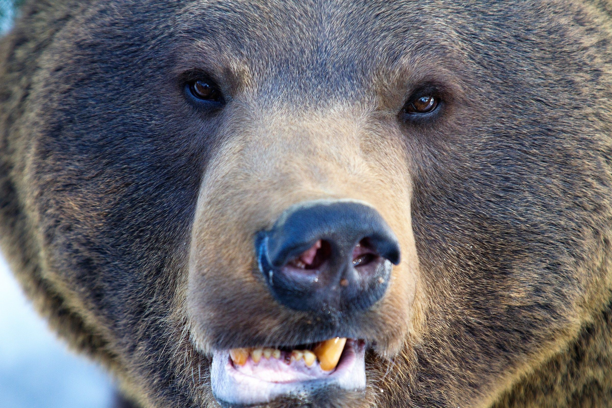 ... I need dental dell'igenista ...