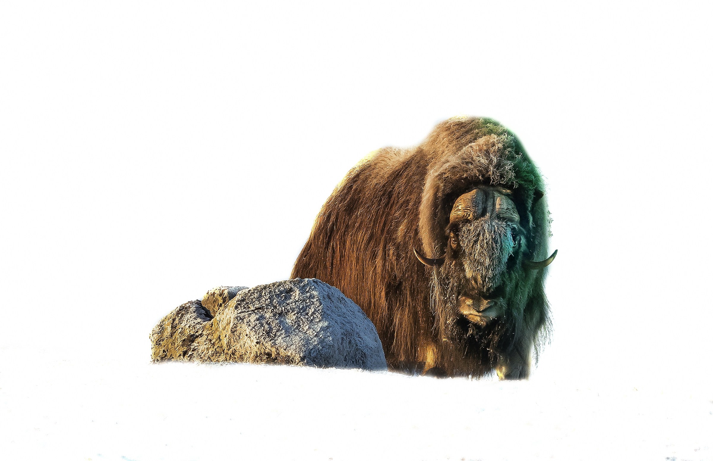 Dovrefjell 2017 - Musk ox