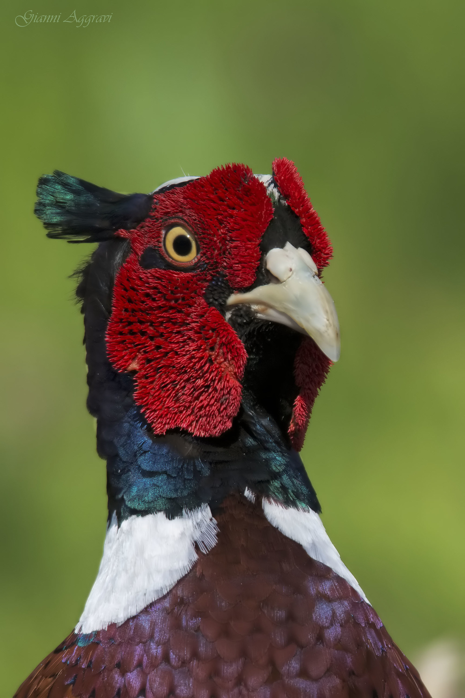 common pheasant