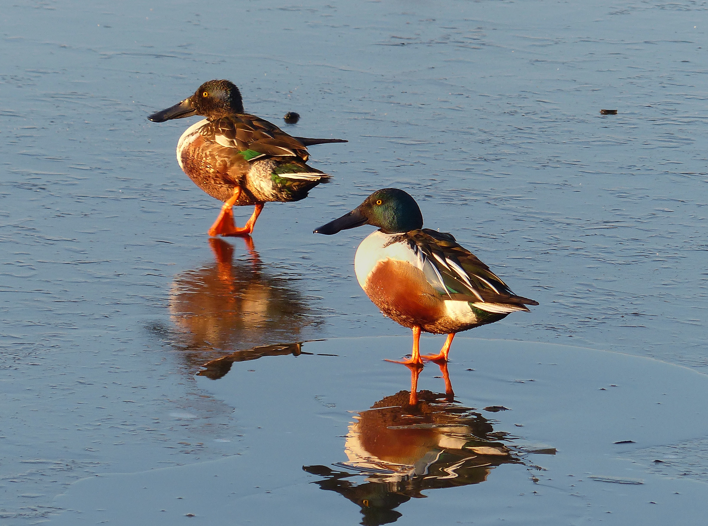 "A piedi nudi sul ghiaccio"