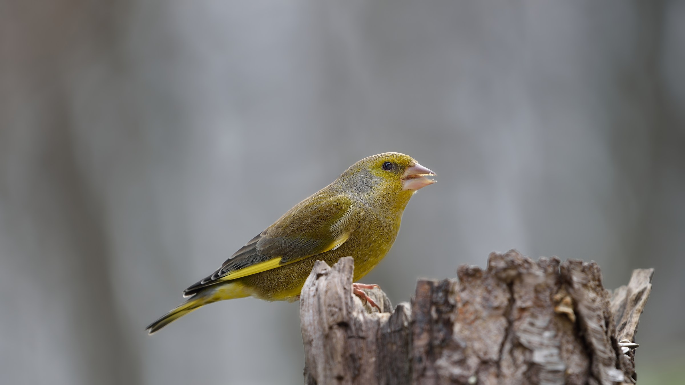 Chloris chloris &male;
