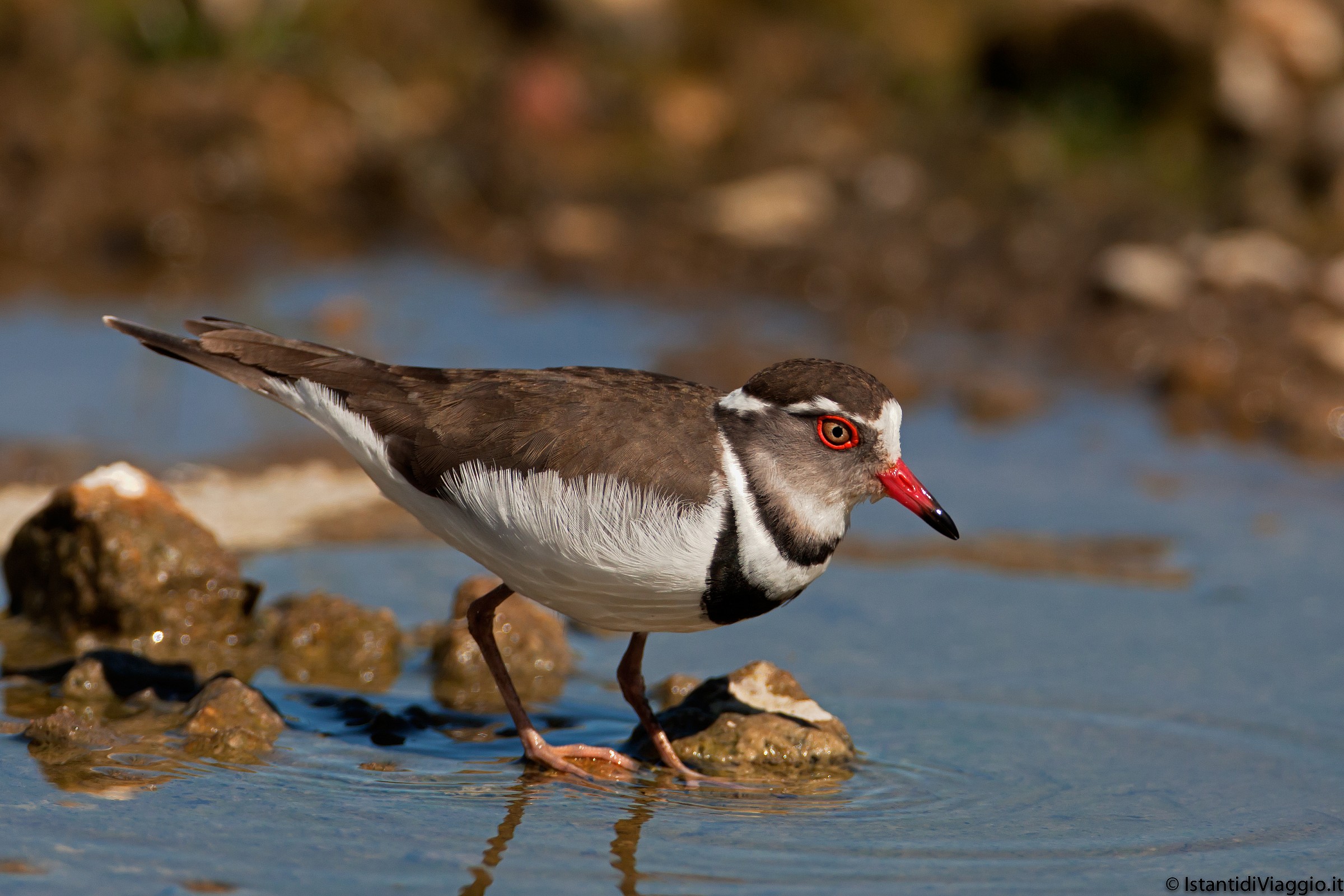 Corriere dai tre collari
