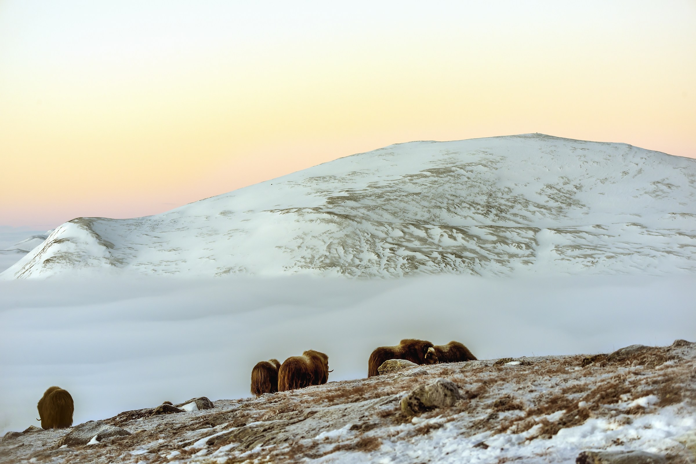 Dovrefjell 2017 - Musk ox, between the fog and the sky