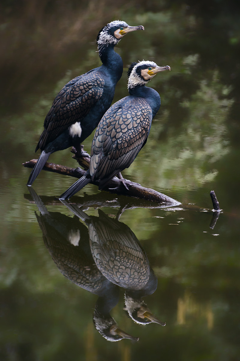 cormorants daffodils