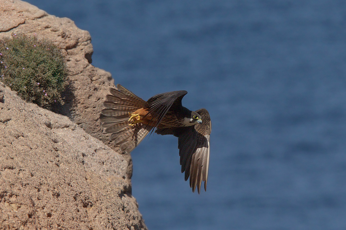 Eleonora's falcon