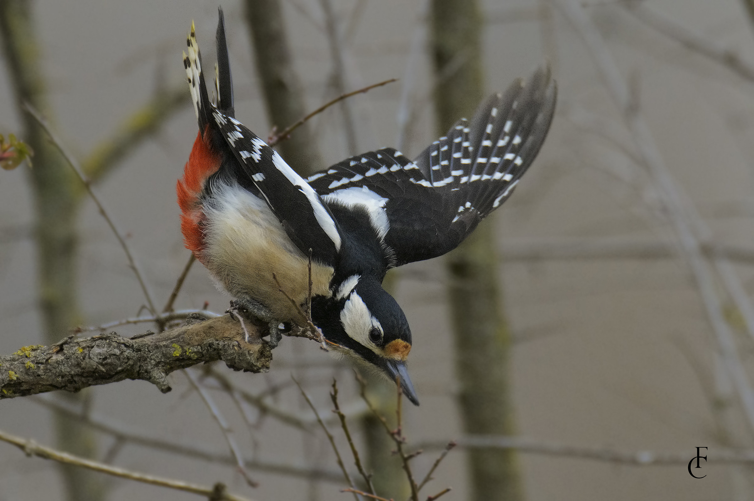 Spotted Woodpecker
