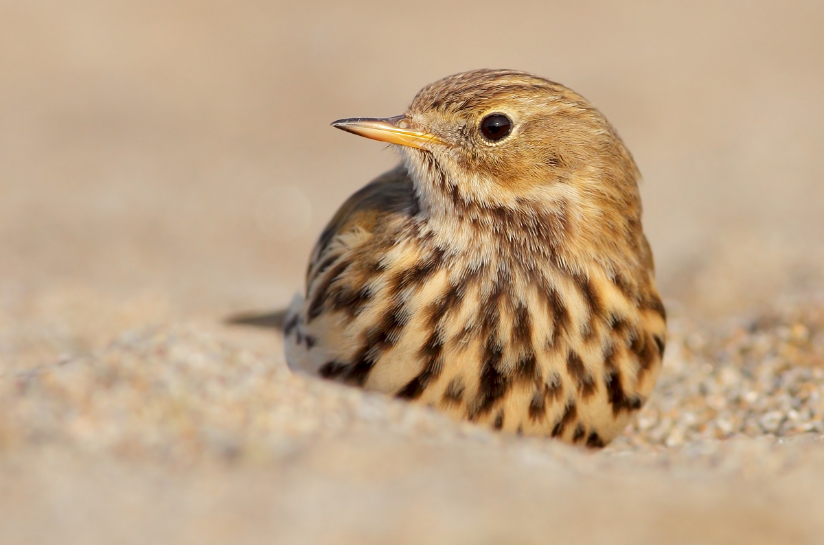 Pipit
