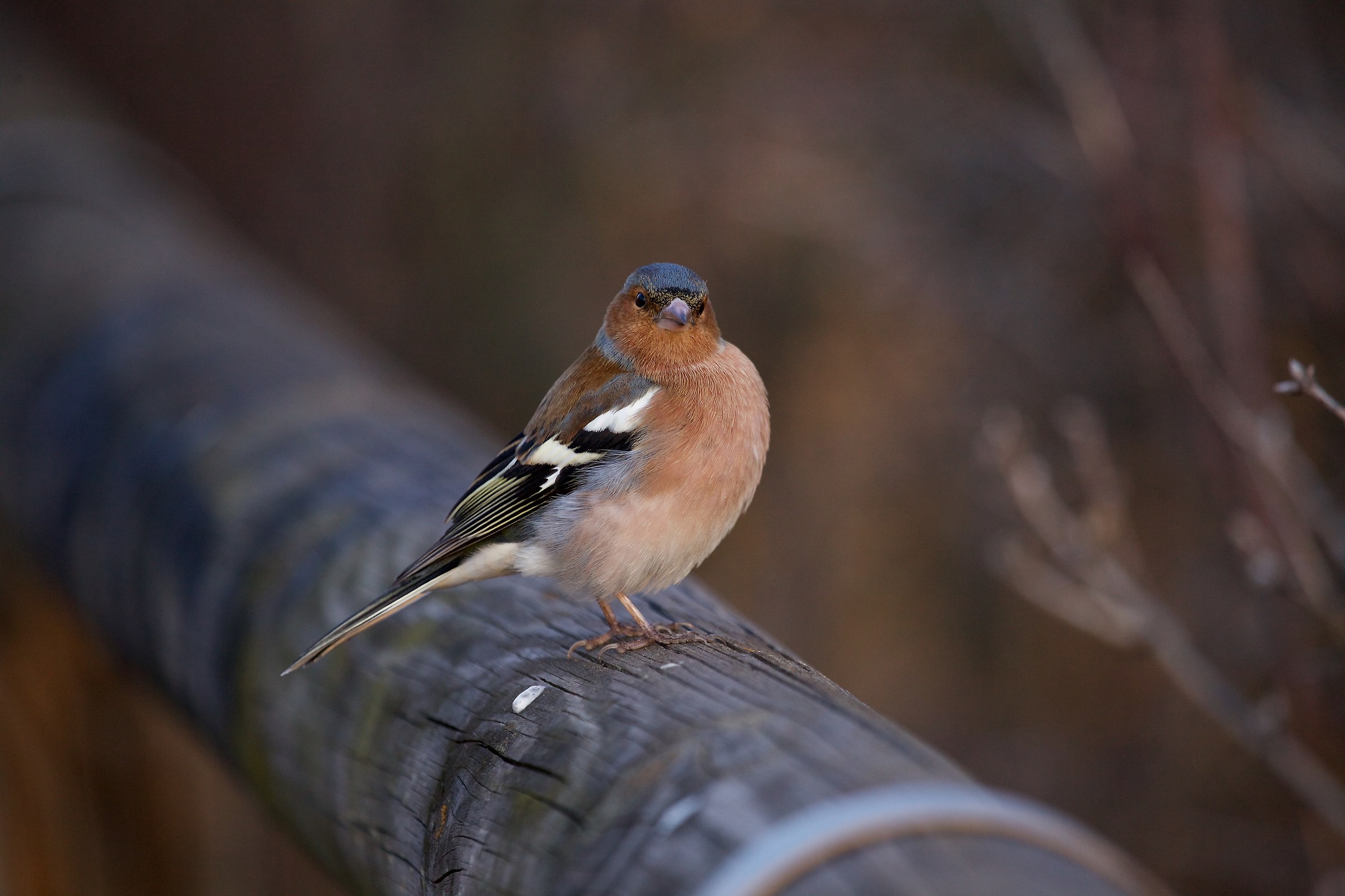 curious Chaffinch