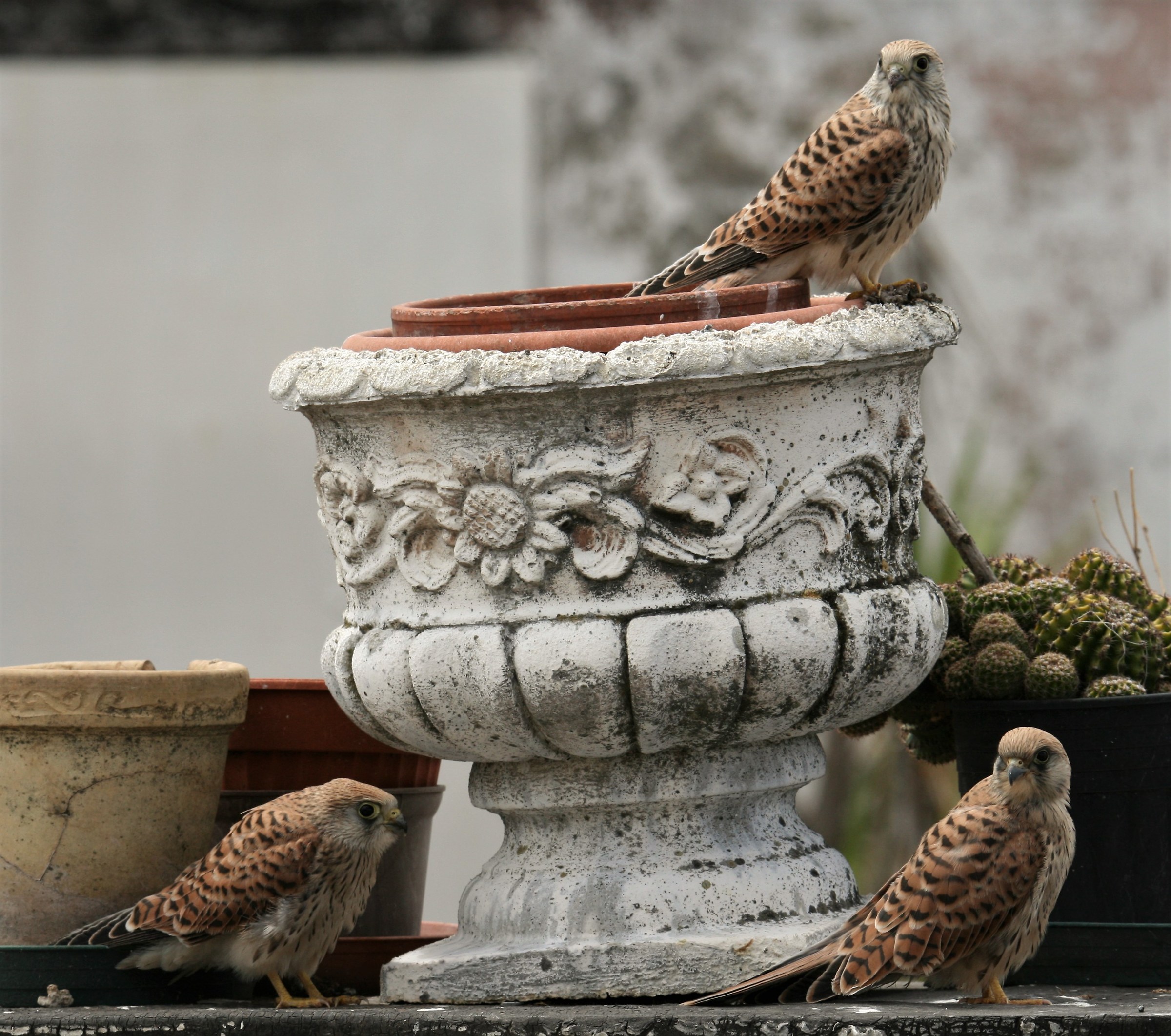 Young Lesser Kestrel