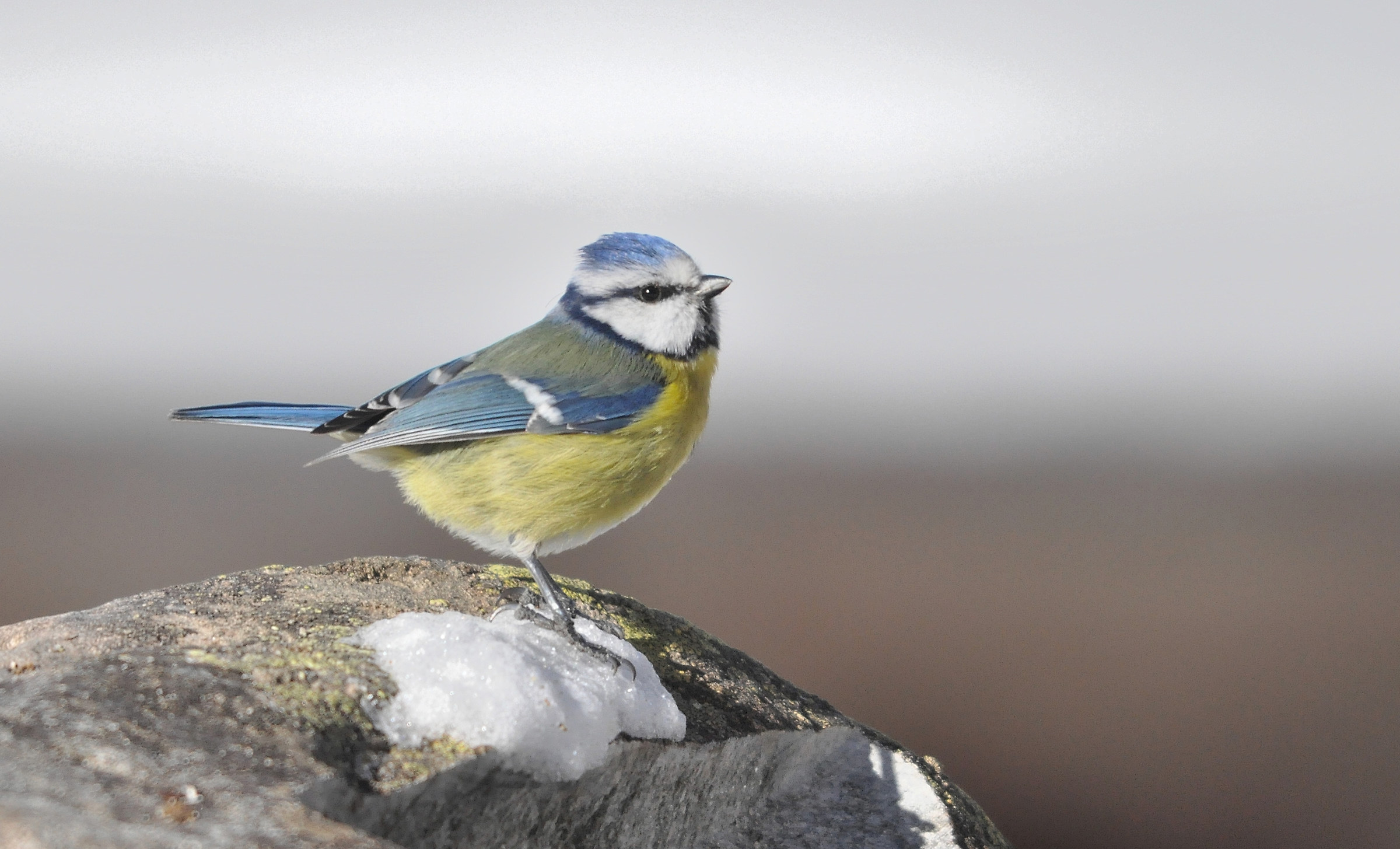 Cinciarella innevata...