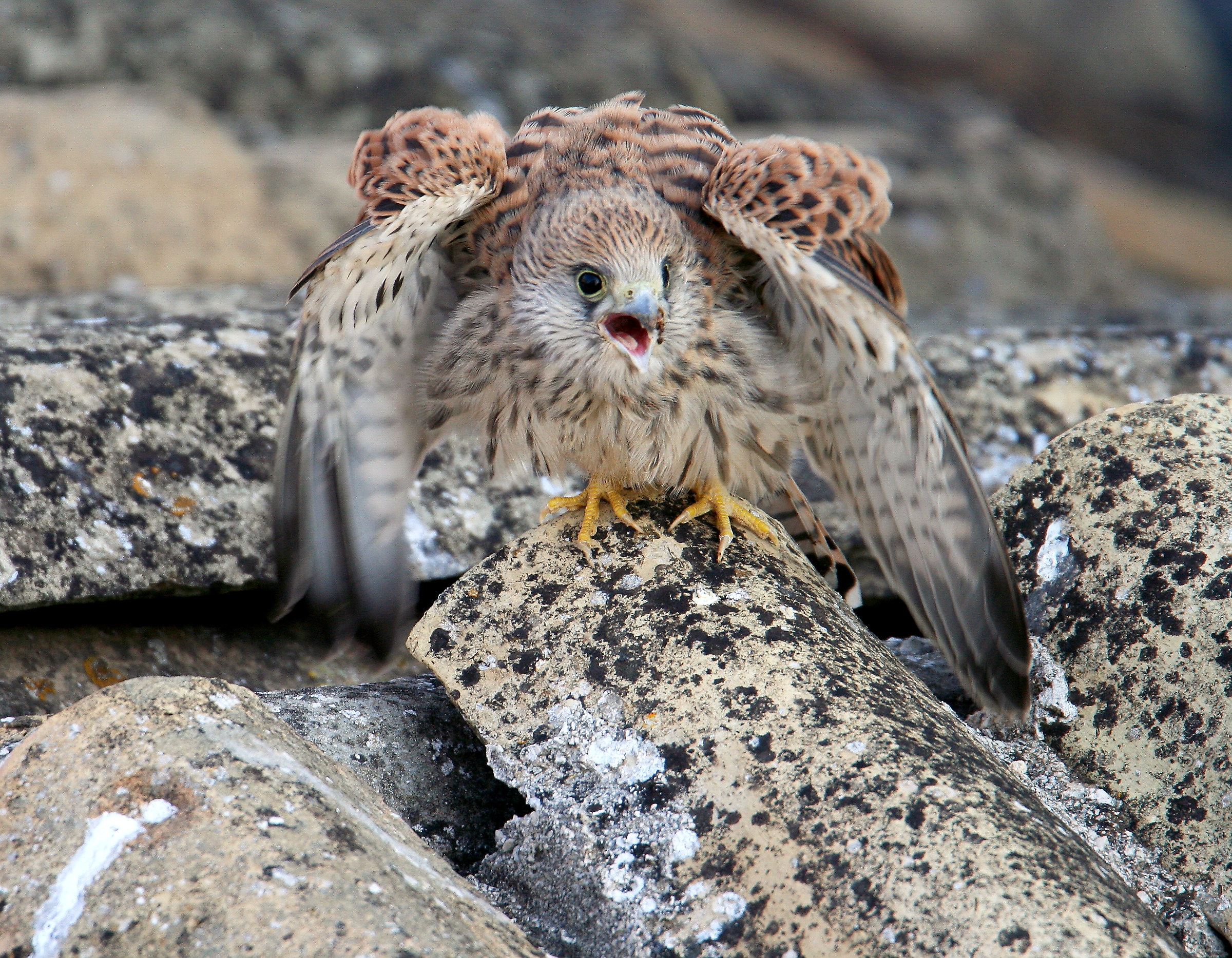 young Lesser Kestrel called an adult for food