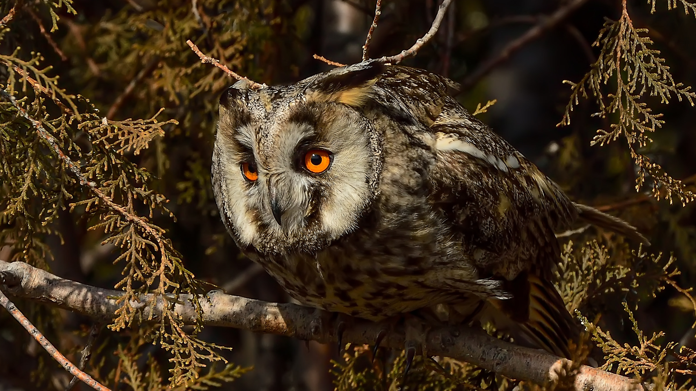 Long-eared Owl » Asio otus