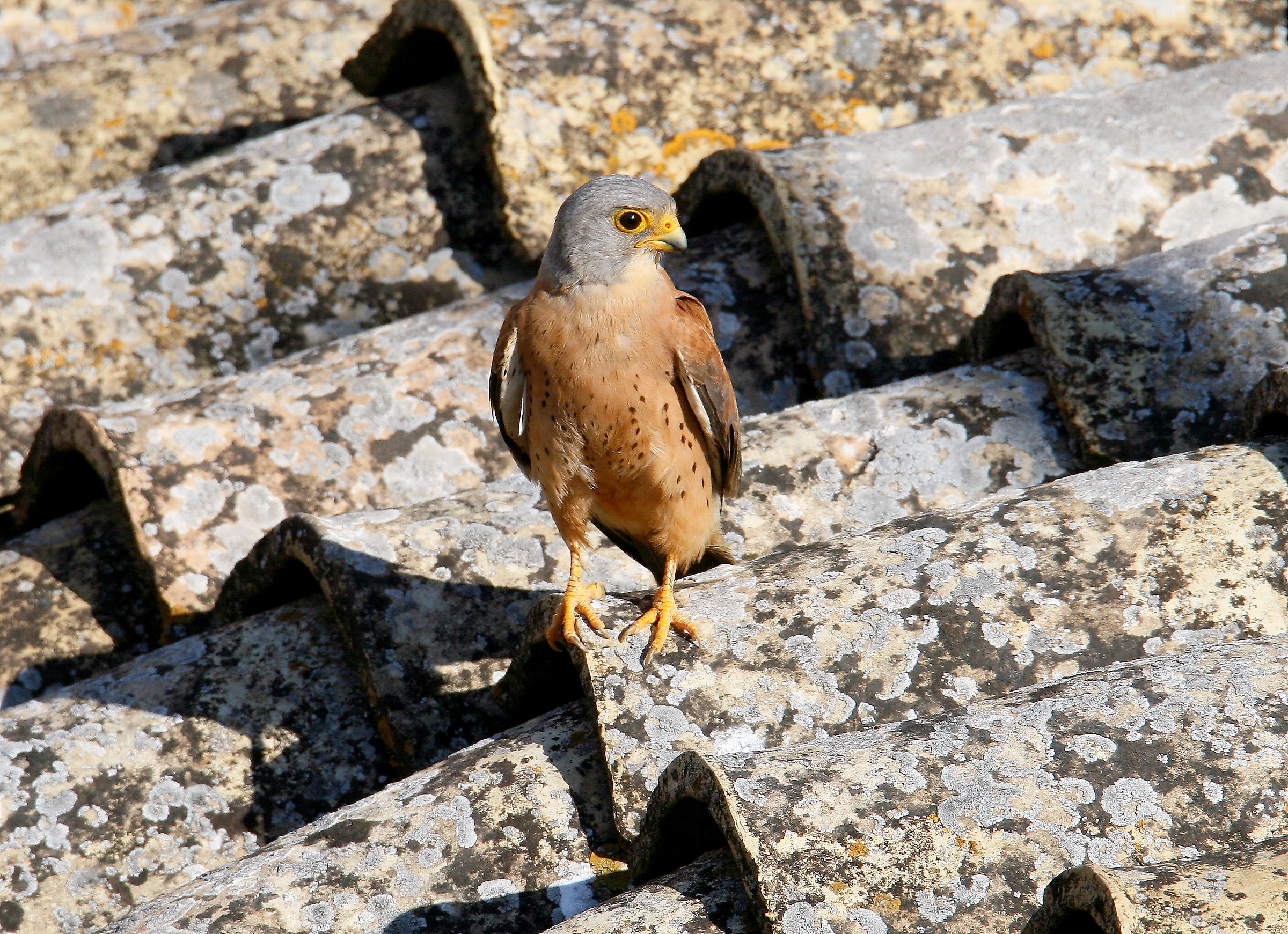 Lesser Kestrel