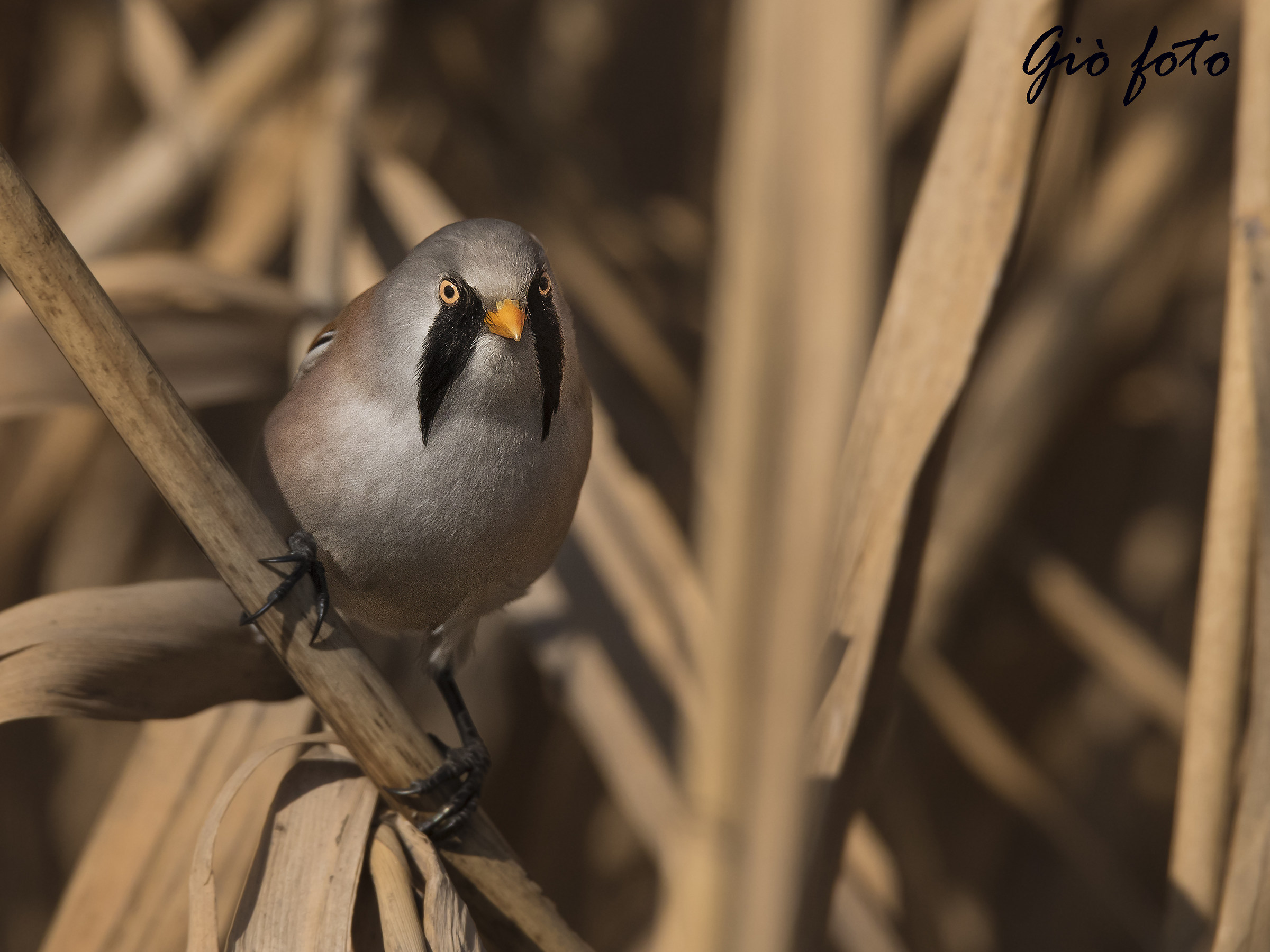 Mr. Bearded Tit
