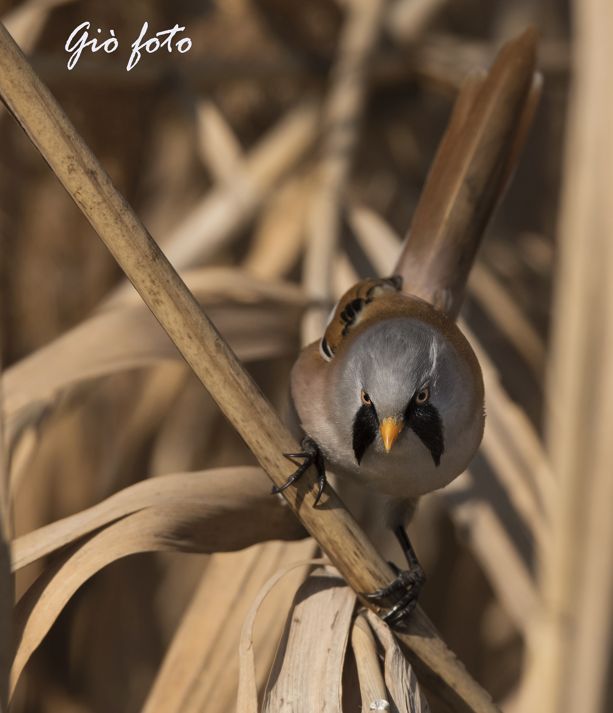 Bearded Tit