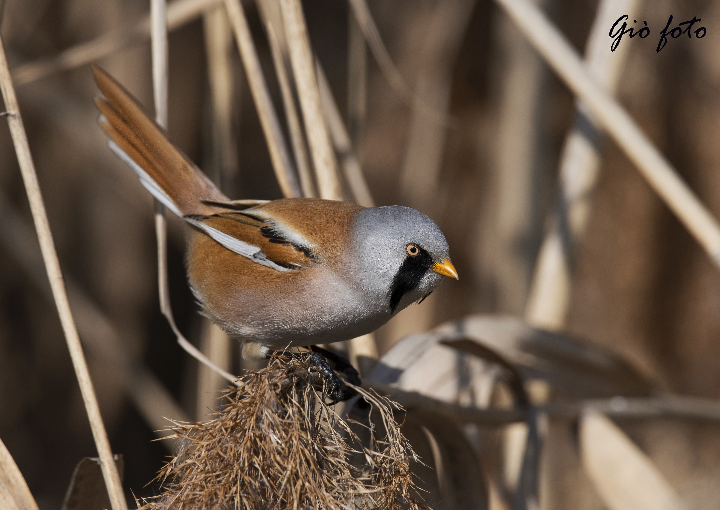 Bearded Tit