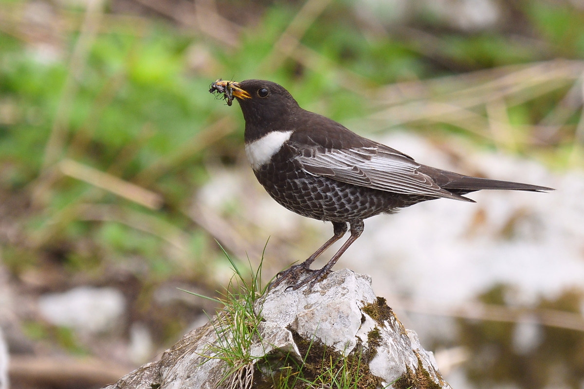 Ouzel