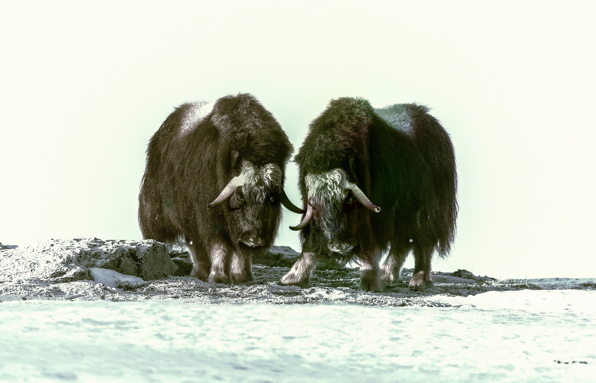 Dovrefjell 2017 - Musk ox