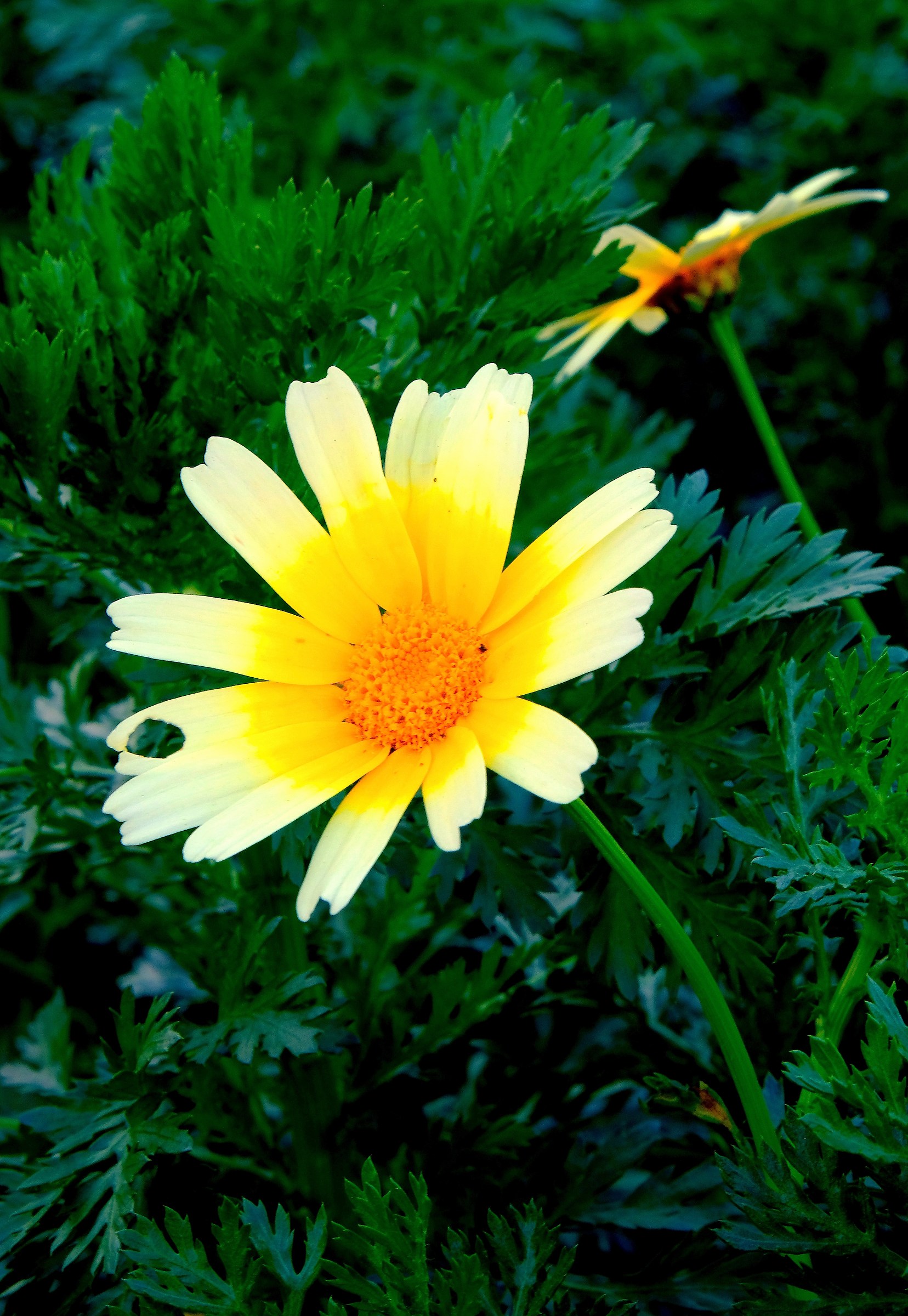 Daisies to "trap Florio"