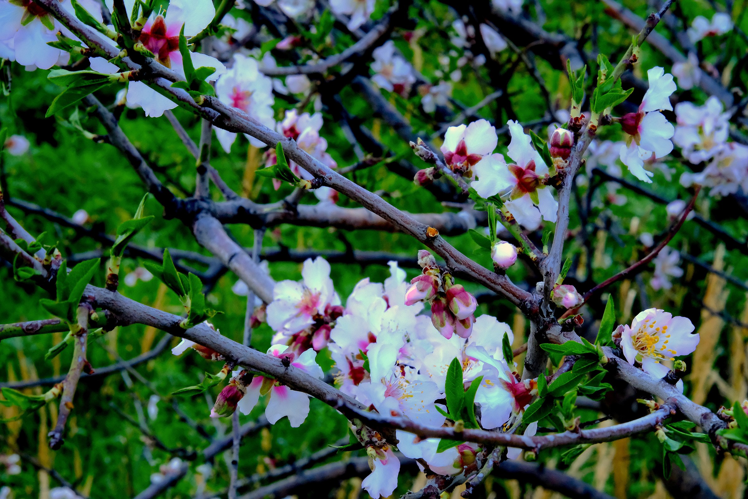 flowering almond tree