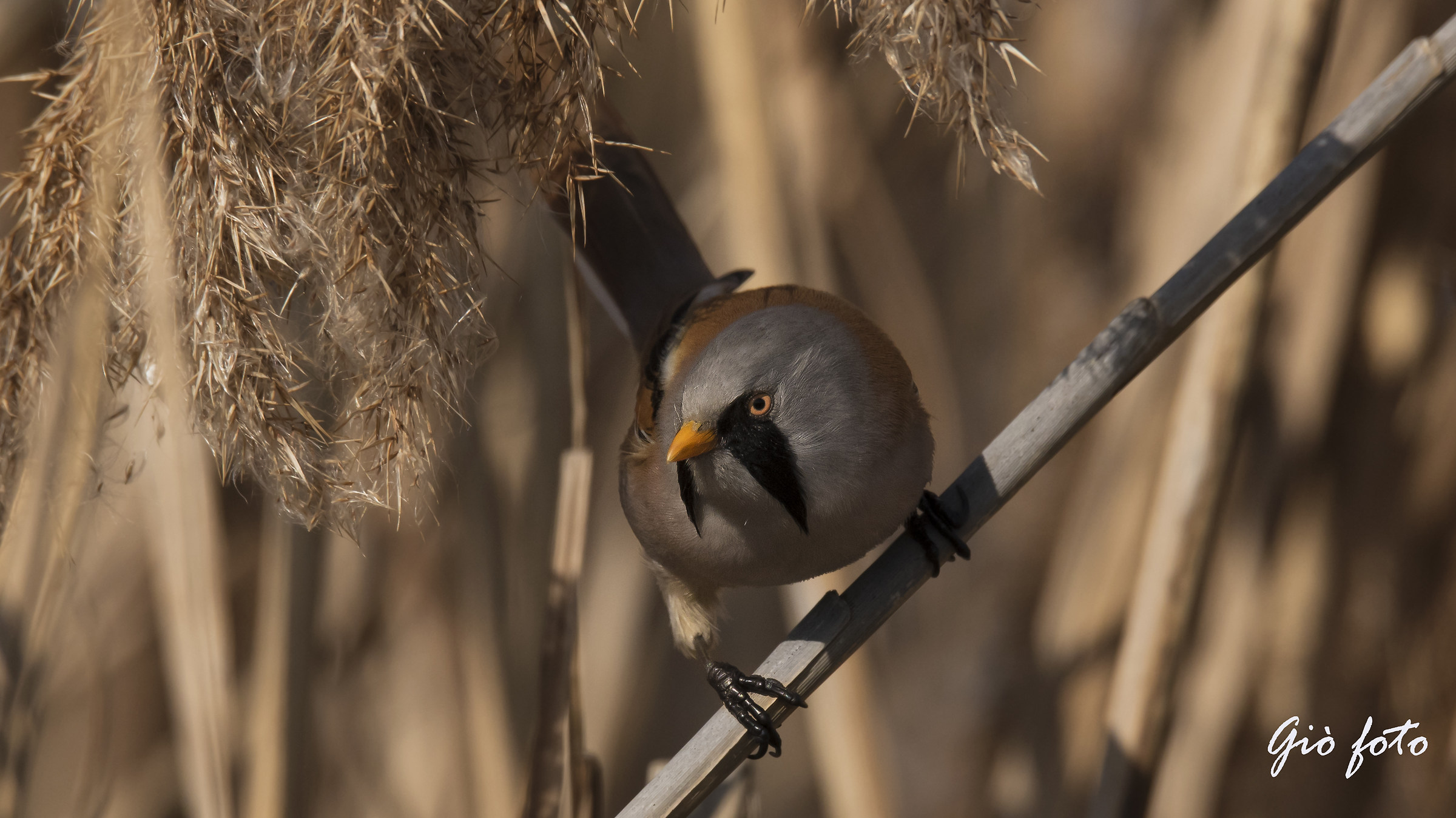 Bearded Tit