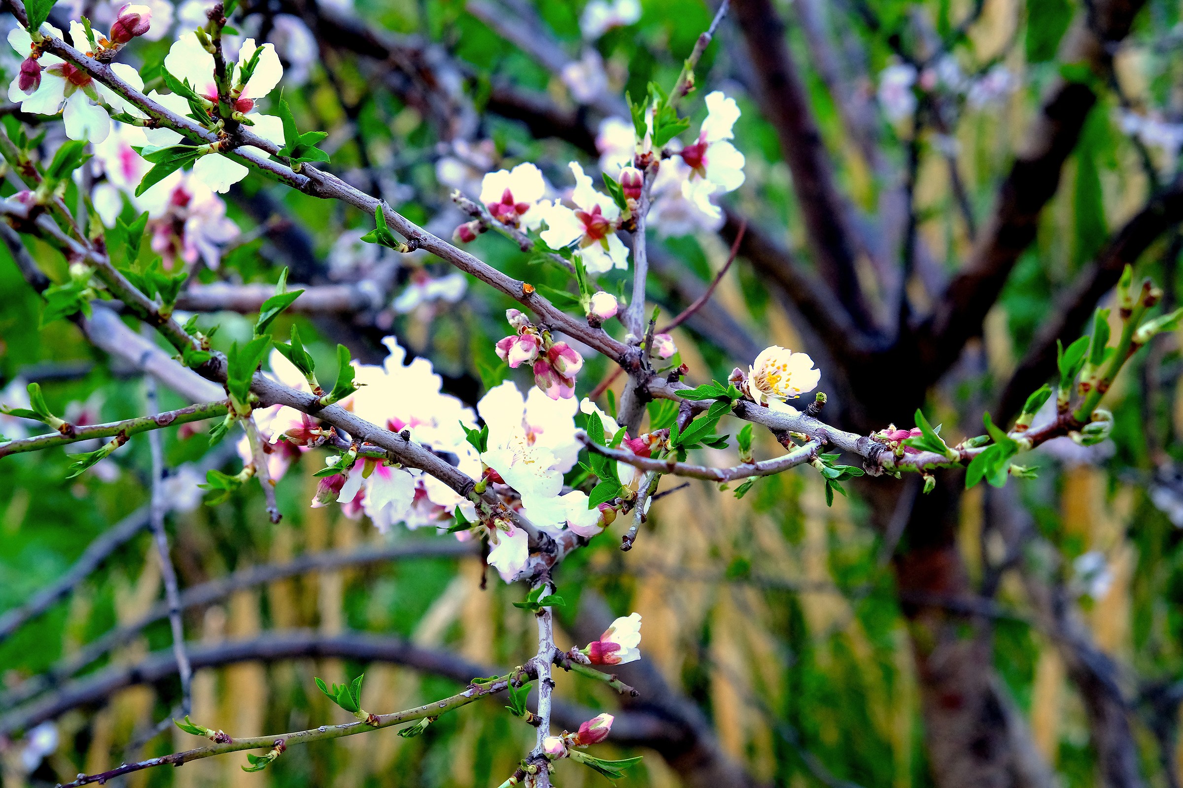 flowering almond tree